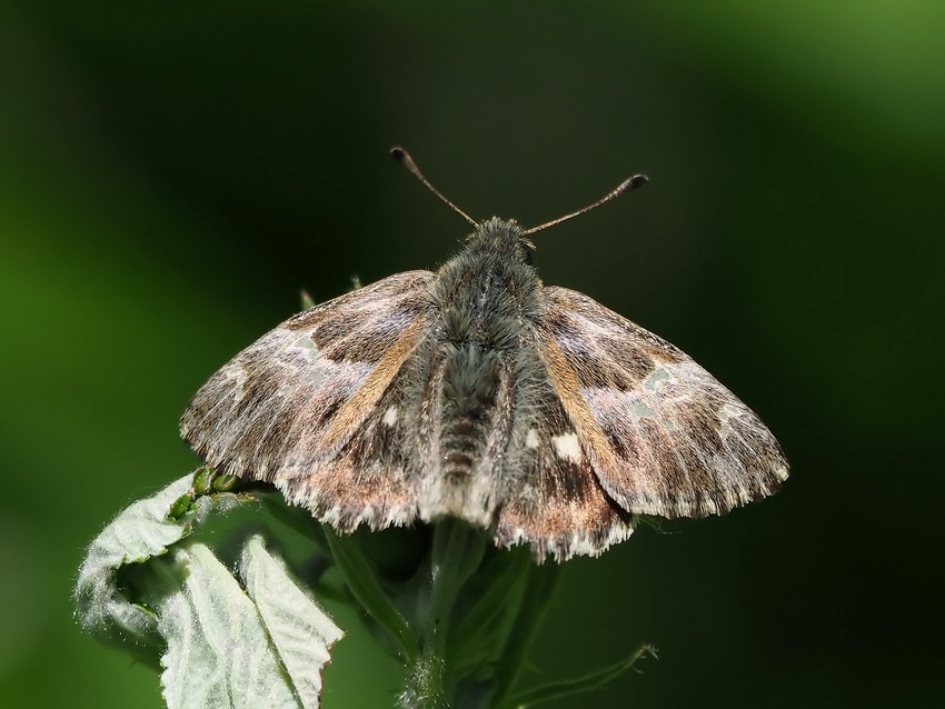 Carcharodus da identificare